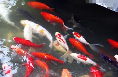 小鯉魚飼養|【養鯉魚】揭密錦鯉飼養奧秘：魚友必知的3個注意事項與5個養鯉。